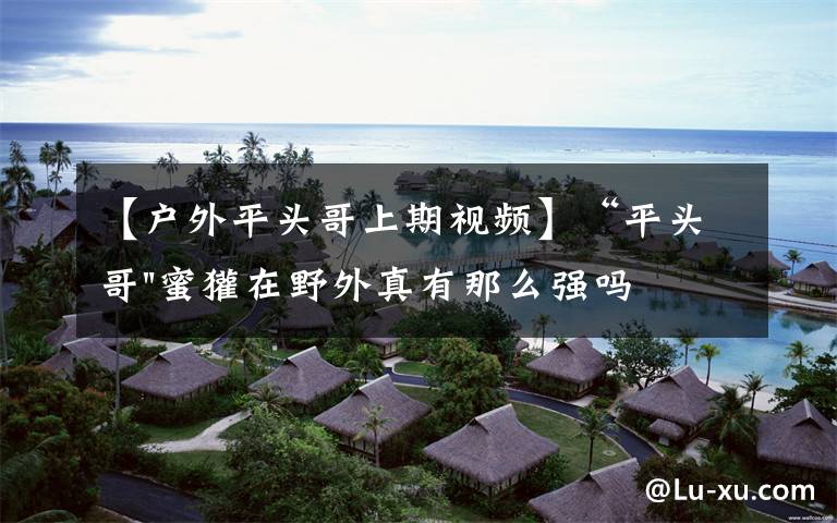 【户外平头哥上期视频】“平头哥"蜜獾在野外真有那么强吗?真相在这里-户外动物知识