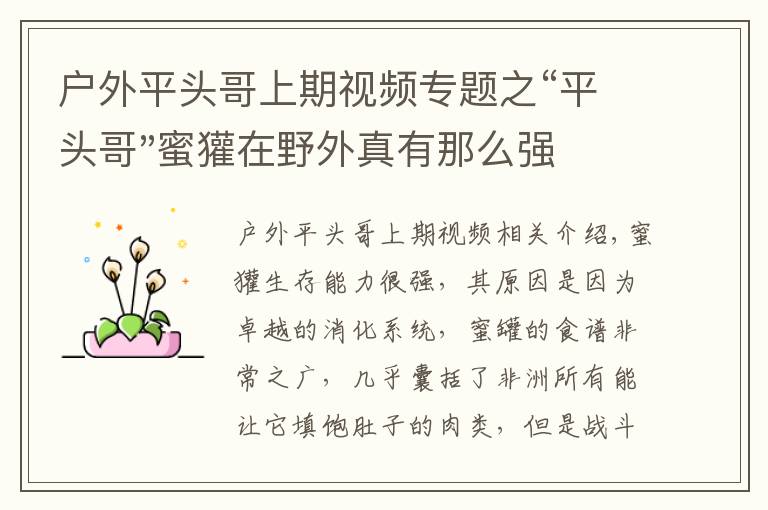 户外平头哥上期视频专题之“平头哥"蜜獾在野外真有那么强吗?真相在这里-户外动物知识