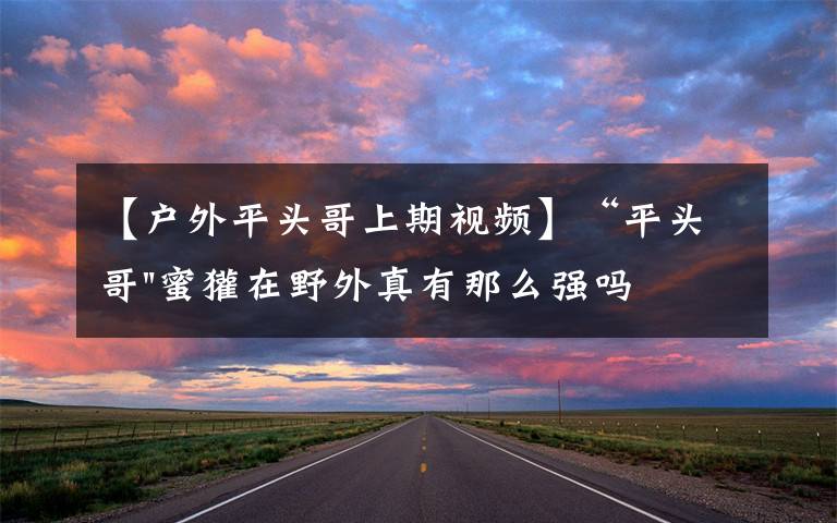 【户外平头哥上期视频】“平头哥"蜜獾在野外真有那么强吗?真相在这里-户外动物知识