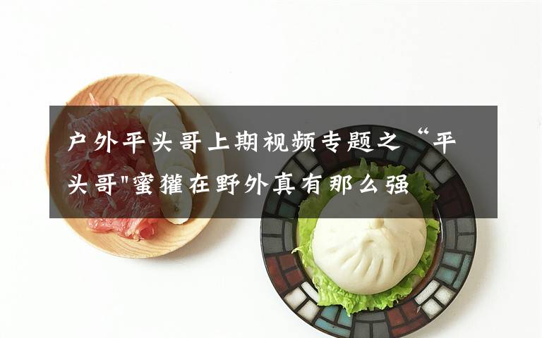 户外平头哥上期视频专题之“平头哥"蜜獾在野外真有那么强吗?真相在这里-户外动物知识