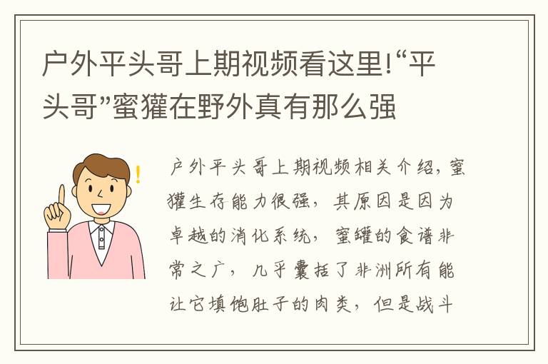 户外平头哥上期视频看这里!“平头哥"蜜獾在野外真有那么强吗?真相在这里-户外动物知识