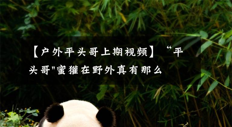 【户外平头哥上期视频】“平头哥"蜜獾在野外真有那么强吗?真相在这里-户外动物知识