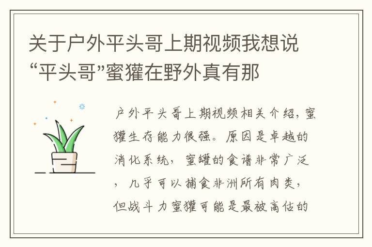关于户外平头哥上期视频我想说“平头哥"蜜獾在野外真有那么强吗?真相在这里-户外动物知识