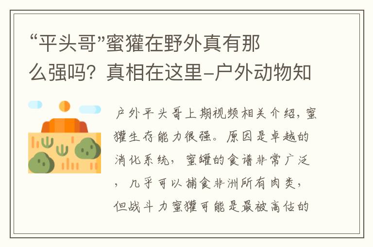 “平头哥"蜜獾在野外真有那么强吗?真相在这里-户外动物知识