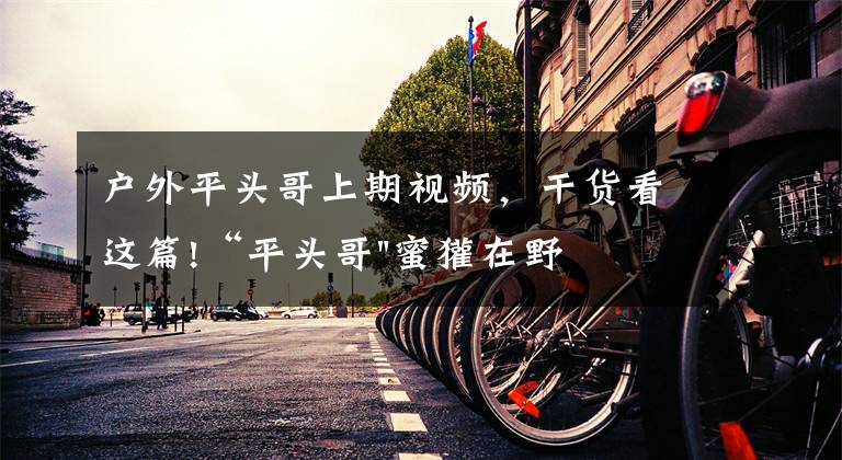 户外平头哥上期视频,干货看这篇!“平头哥"蜜獾在野外真有那么强吗?真相在这里-户外动物知识