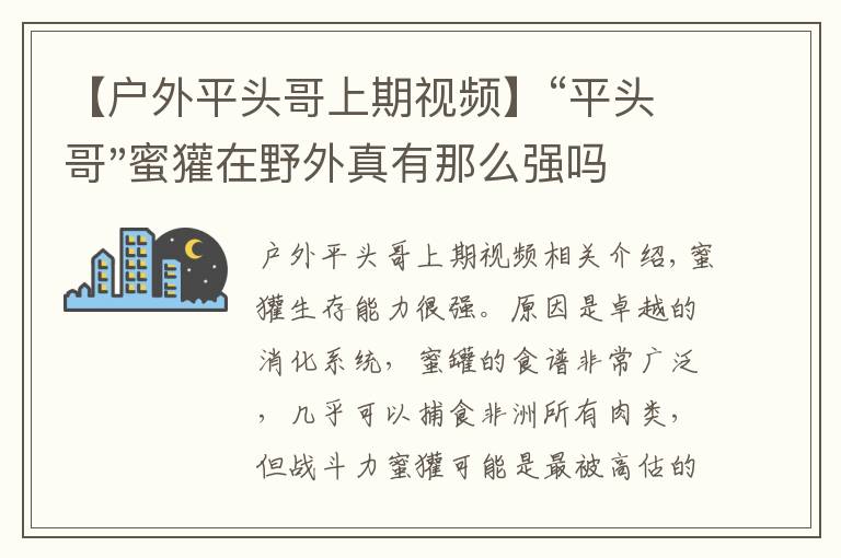 【户外平头哥上期视频】“平头哥"蜜獾在野外真有那么强吗?真相在这里-户外动物知识