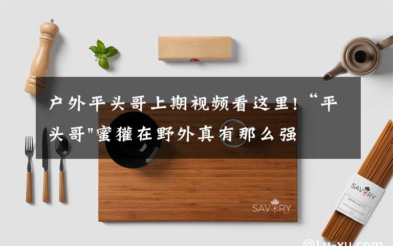 户外平头哥上期视频看这里!“平头哥"蜜獾在野外真有那么强吗？真相在这里-户外动物知识