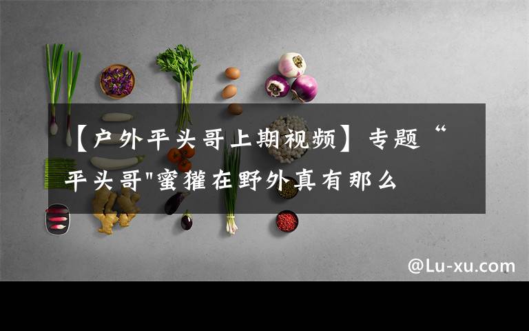 【户外平头哥上期视频】专题“平头哥"蜜獾在野外真有那么强吗?真相在这里-户外动物知识