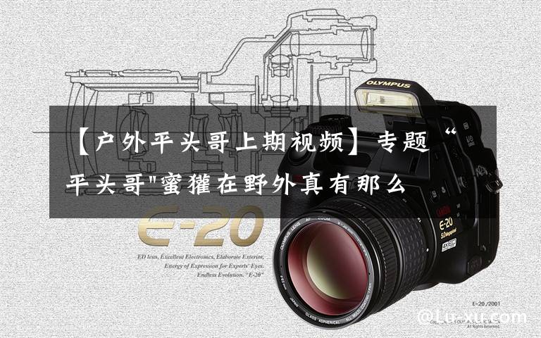 【户外平头哥上期视频】专题“平头哥"蜜獾在野外真有那么强吗?真相在这里-户外动物知识