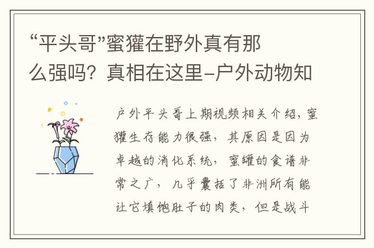 “平头哥"蜜獾在野外真有那么强吗?真相在这里-户外动物知识