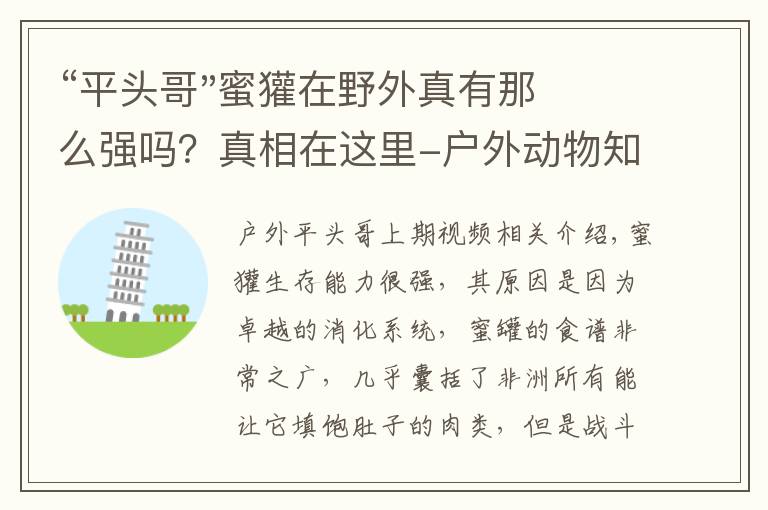 “平头哥"蜜獾在野外真有那么强吗?真相在这里-户外动物知识