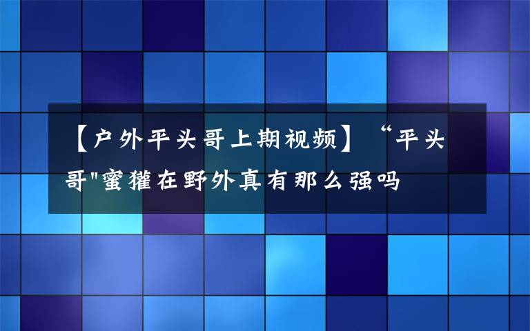 【户外平头哥上期视频】“平头哥"蜜獾在野外真有那么强吗?真相在这里-户外动物知识