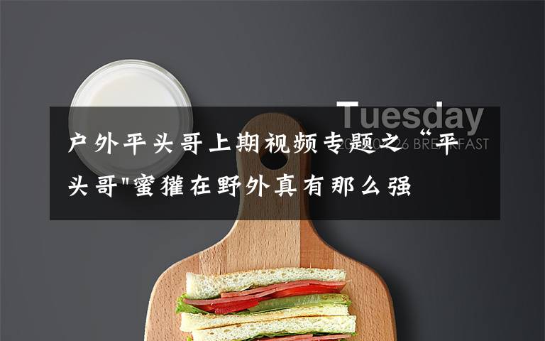 户外平头哥上期视频专题之“平头哥"蜜獾在野外真有那么强吗?真相在这里-户外动物知识