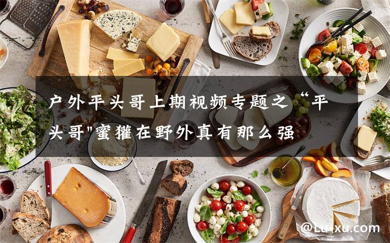 户外平头哥上期视频专题之“平头哥"蜜獾在野外真有那么强吗?真相在这里-户外动物知识