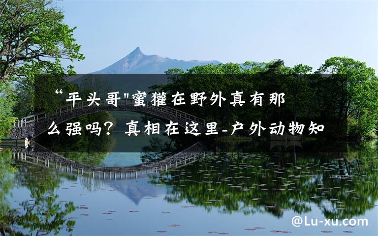 “平头哥"蜜獾在野外真有那么强吗?真相在这里-户外动物知识