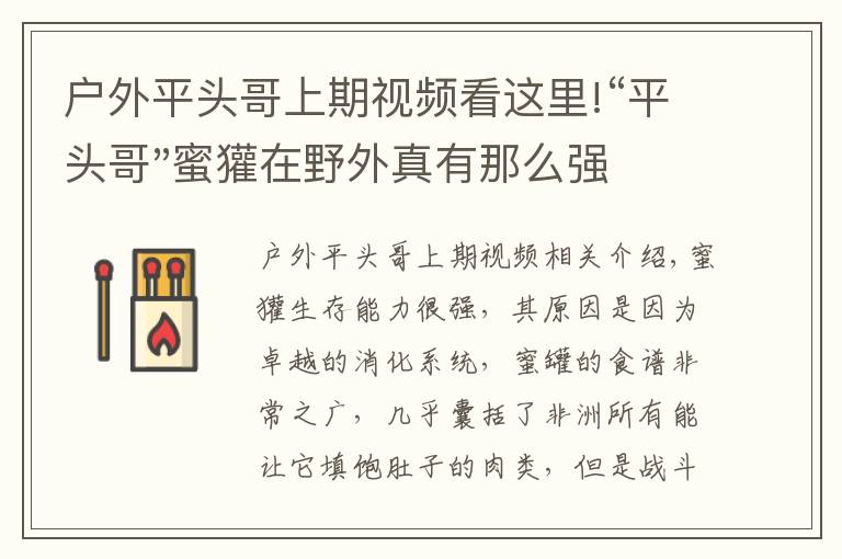户外平头哥上期视频看这里!“平头哥"蜜獾在野外真有那么强吗?真相在这里-户外动物知识