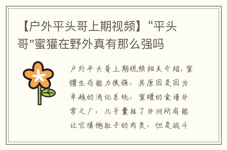 【户外平头哥上期视频】“平头哥"蜜獾在野外真有那么强吗?真相在这里-户外动物知识