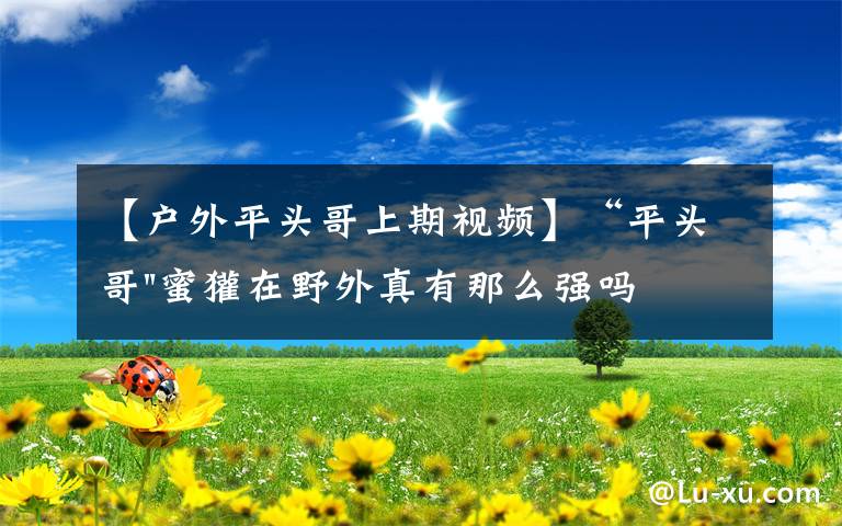 【户外平头哥上期视频】“平头哥"蜜獾在野外真有那么强吗？真相在这里-户外动物知识