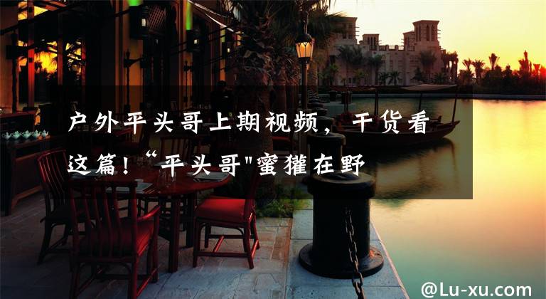 户外平头哥上期视频,干货看这篇!“平头哥"蜜獾在野外真有那么强吗?真相在这里-户外动物知识