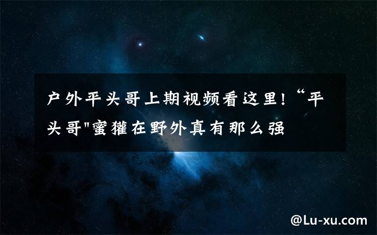 户外平头哥上期视频看这里!“平头哥"蜜獾在野外真有那么强吗?真相在这里-户外动物知识
