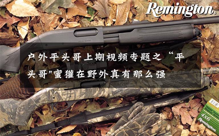 户外平头哥上期视频专题之“平头哥"蜜獾在野外真有那么强吗?真相在这里-户外动物知识