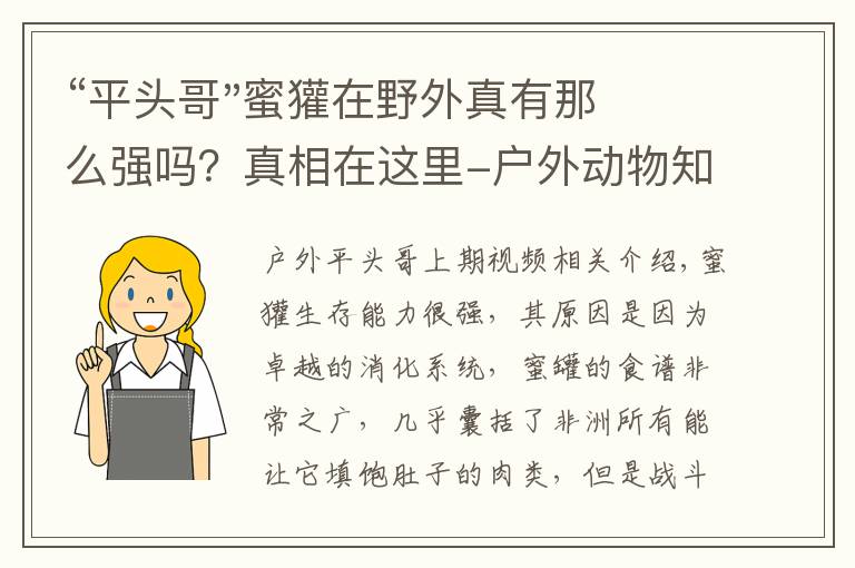 “平头哥"蜜獾在野外真有那么强吗?真相在这里-户外动物知识