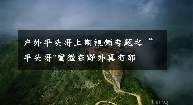 户外平头哥上期视频专题之“平头哥"蜜獾在野外真有那么强吗?真相在这里-户外动物知识