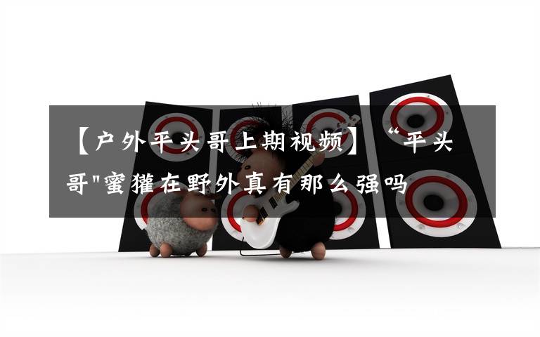【户外平头哥上期视频】“平头哥"蜜獾在野外真有那么强吗？真相在这里-户外动物知识