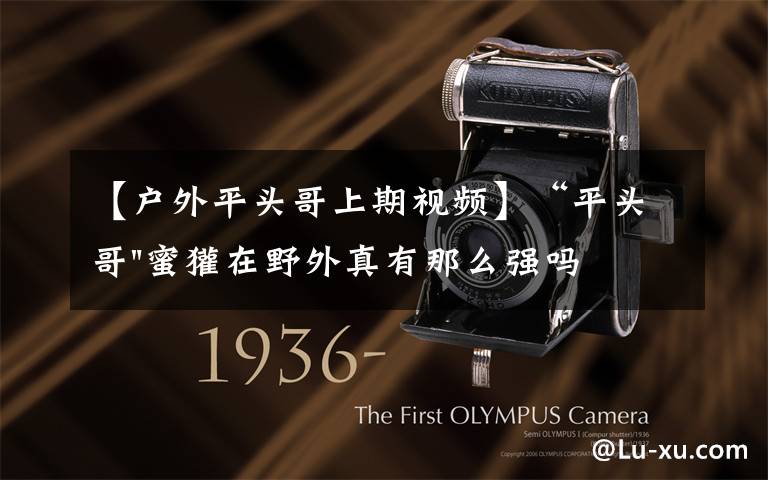 【户外平头哥上期视频】“平头哥"蜜獾在野外真有那么强吗?真相在这里-户外动物知识