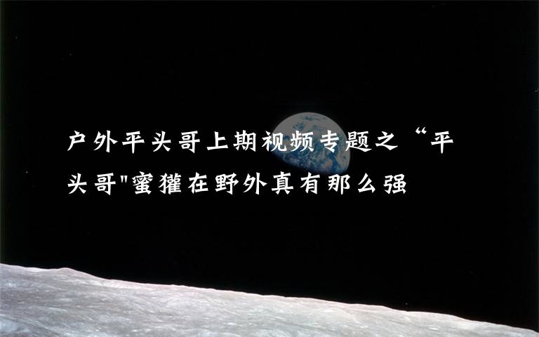 户外平头哥上期视频专题之“平头哥"蜜獾在野外真有那么强吗?真相在这里-户外动物知识