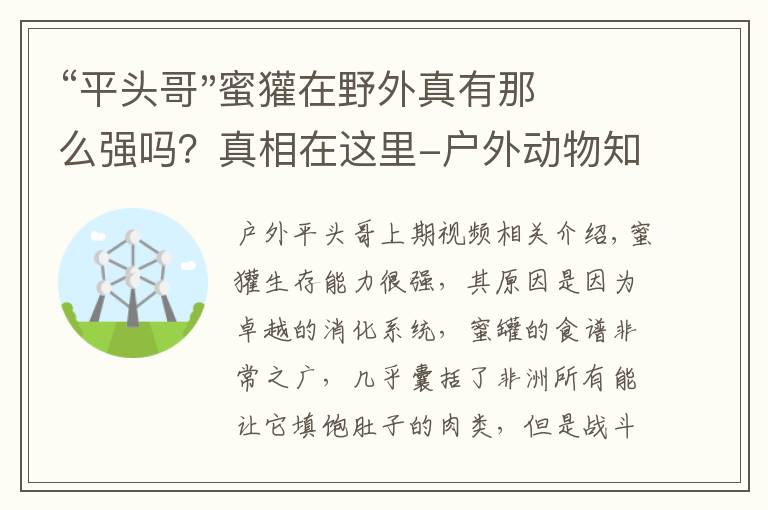 “平头哥"蜜獾在野外真有那么强吗?真相在这里-户外动物知识