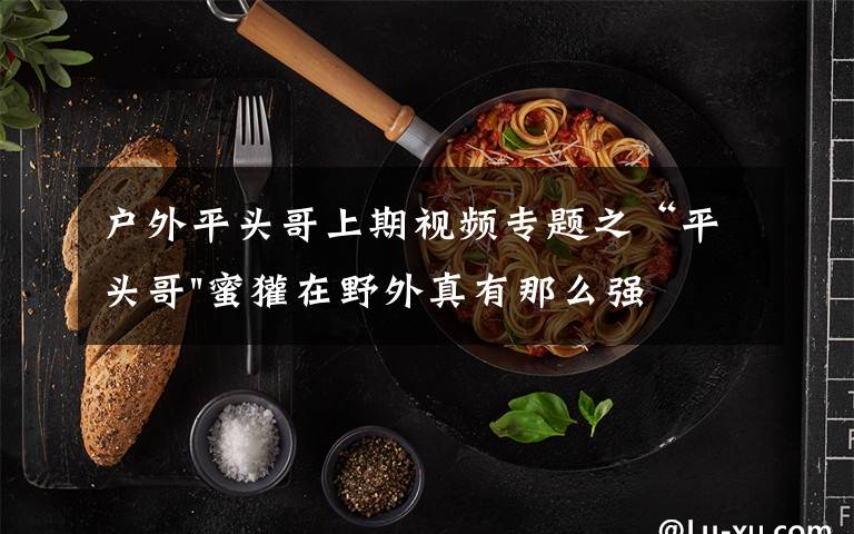 户外平头哥上期视频专题之“平头哥"蜜獾在野外真有那么强吗?真相在这里-户外动物知识