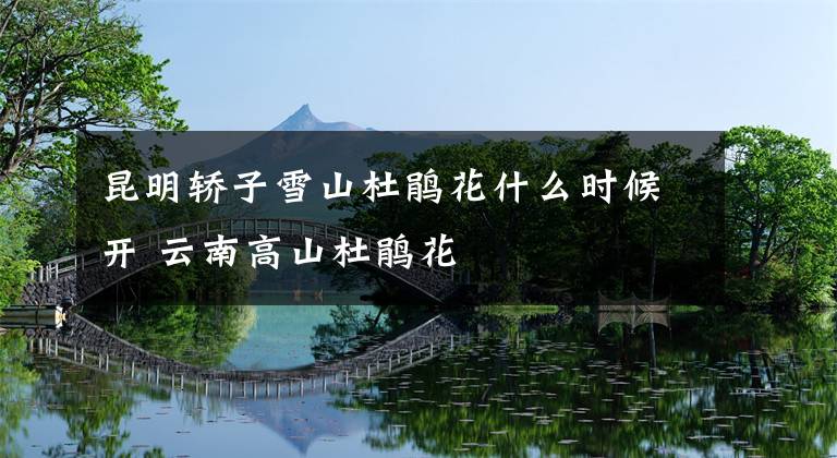 昆明轿子雪山杜鹃花什么时候开 云南高山杜鹃花