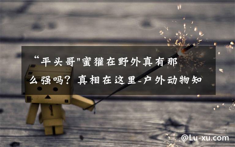 “平头哥"蜜獾在野外真有那么强吗?真相在这里-户外动物知识