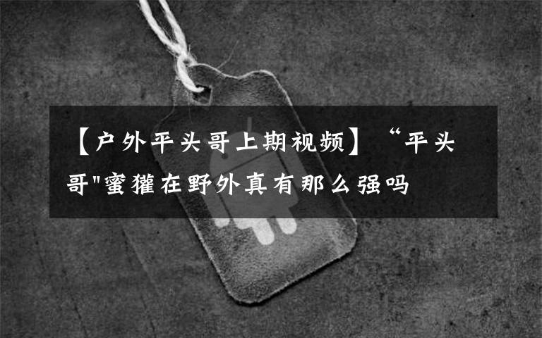【户外平头哥上期视频】“平头哥"蜜獾在野外真有那么强吗?真相在这里-户外动物知识