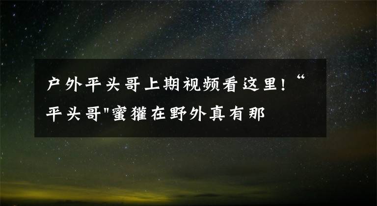 户外平头哥上期视频看这里!“平头哥"蜜獾在野外真有那么强吗?真相在这里-户外动物知识