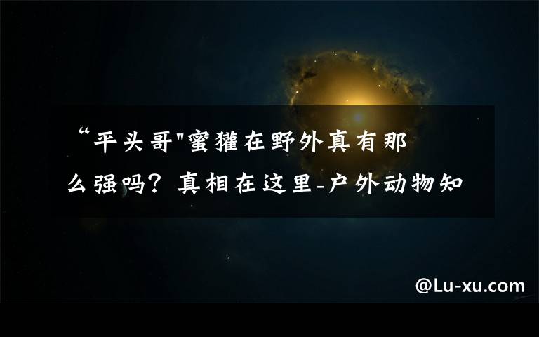 “平头哥"蜜獾在野外真有那么强吗?真相在这里-户外动物知识
