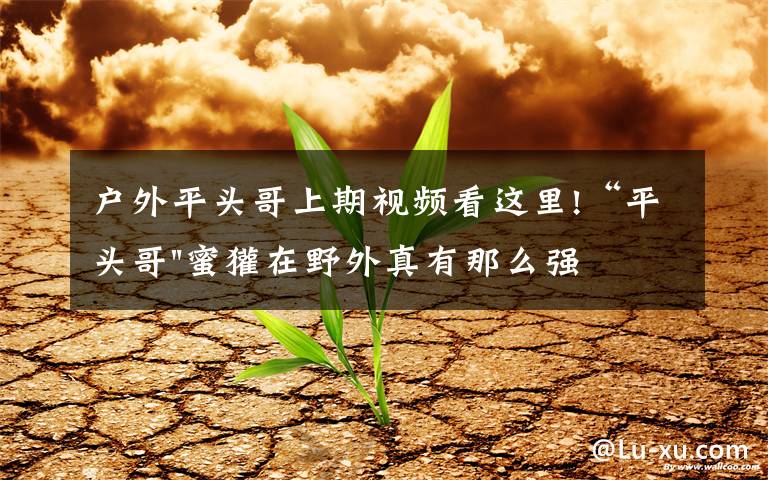户外平头哥上期视频看这里!“平头哥"蜜獾在野外真有那么强吗?真相在这里-户外动物知识