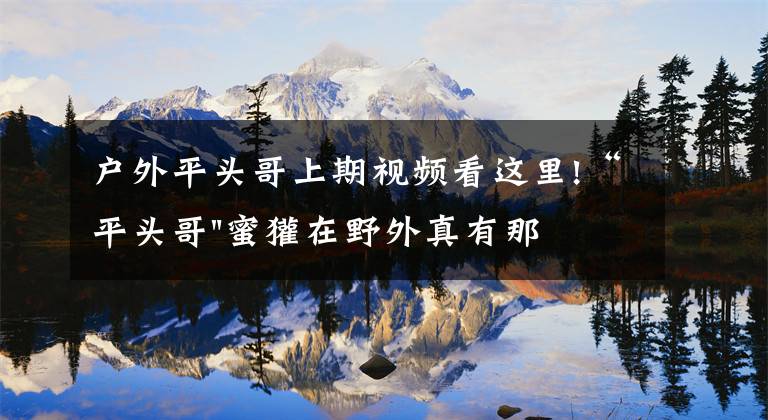 户外平头哥上期视频看这里!“平头哥"蜜獾在野外真有那么强吗?真相在这里-户外动物知识