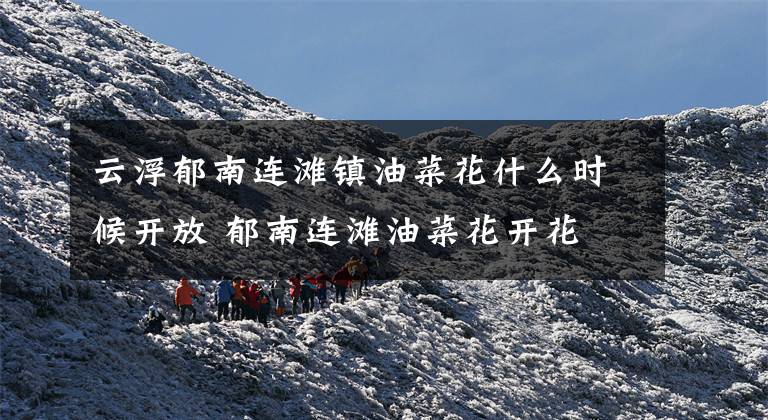 云浮郁南连滩镇油菜花什么时候开放 郁南连滩油菜花开花