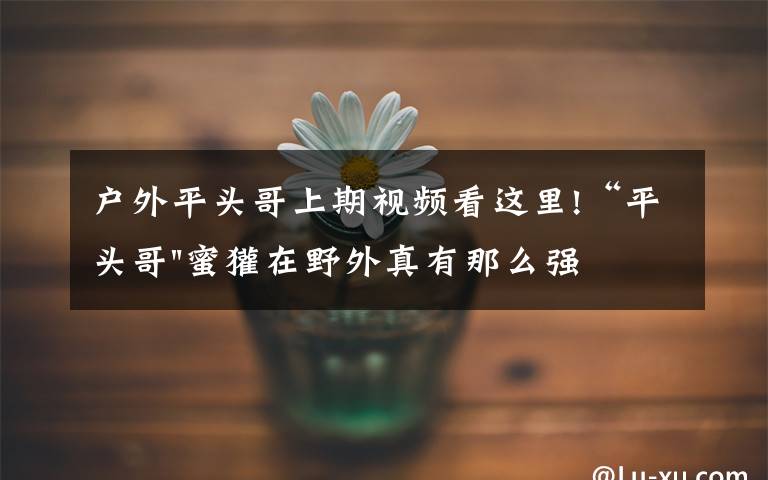户外平头哥上期视频看这里!“平头哥"蜜獾在野外真有那么强吗?真相在这里-户外动物知识