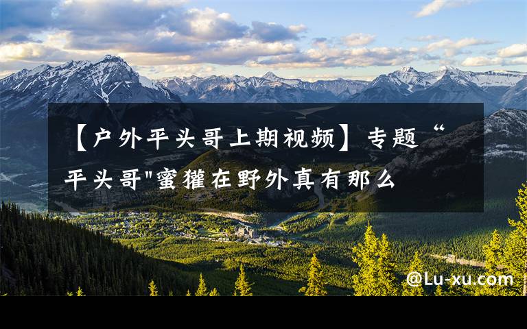 【户外平头哥上期视频】专题“平头哥"蜜獾在野外真有那么强吗？真相在这里-户外动物知识