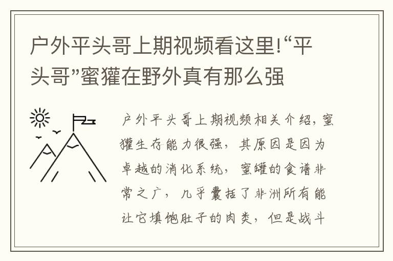 户外平头哥上期视频看这里!“平头哥"蜜獾在野外真有那么强吗?真相在这里-户外动物知识