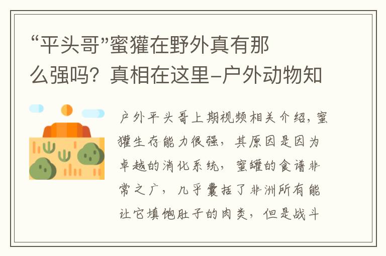 “平头哥"蜜獾在野外真有那么强吗?真相在这里-户外动物知识