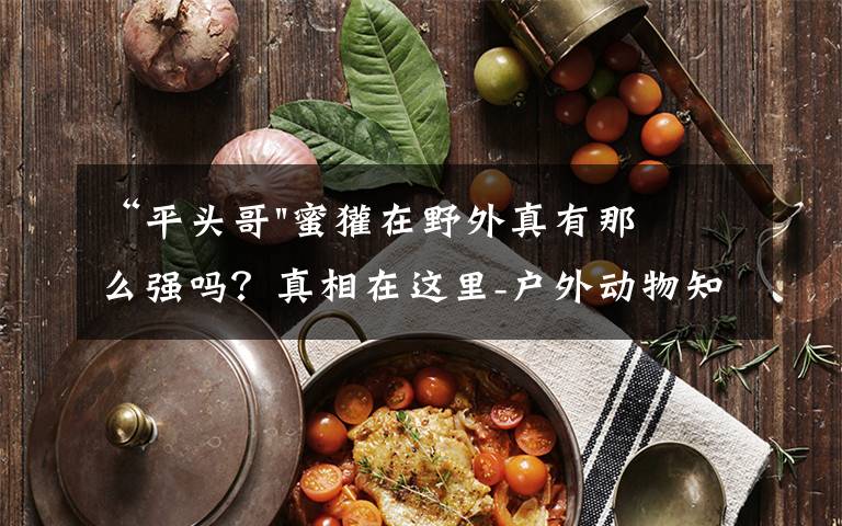 “平头哥"蜜獾在野外真有那么强吗?真相在这里-户外动物知识