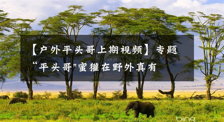 【户外平头哥上期视频】专题“平头哥"蜜獾在野外真有那么强吗?真相在这里-户外动物知识