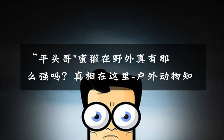 “平头哥"蜜獾在野外真有那么强吗?真相在这里-户外动物知识