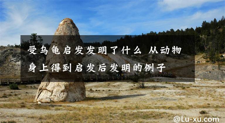 受乌龟启发发明了什么 从动物身上得到启发后发明的例子