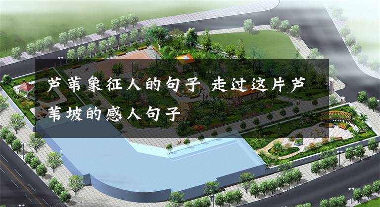 芦苇象征人的句子 走过这片芦苇坡的感人句子