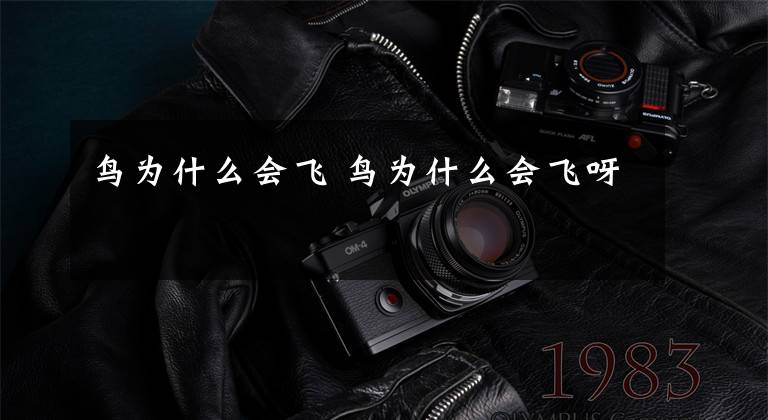 鸟为什么会飞 鸟为什么会飞呀
